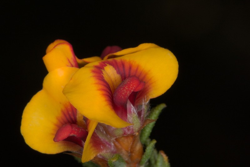 Grievea brachytropis photo 2