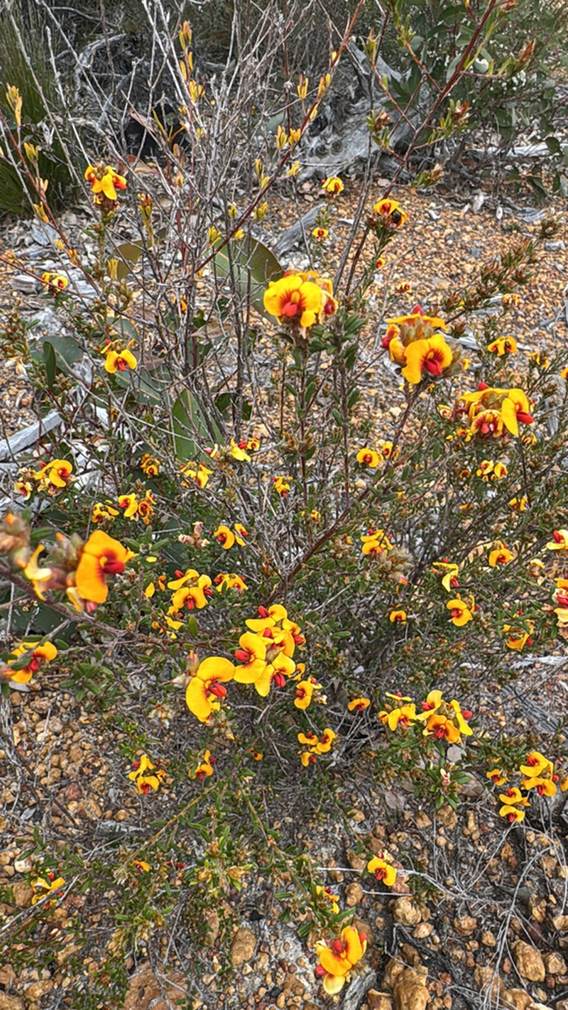 Grievea brachytropis photo 4