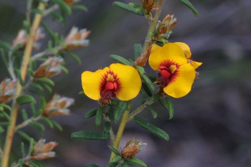 Grievea brachytropis photo 5