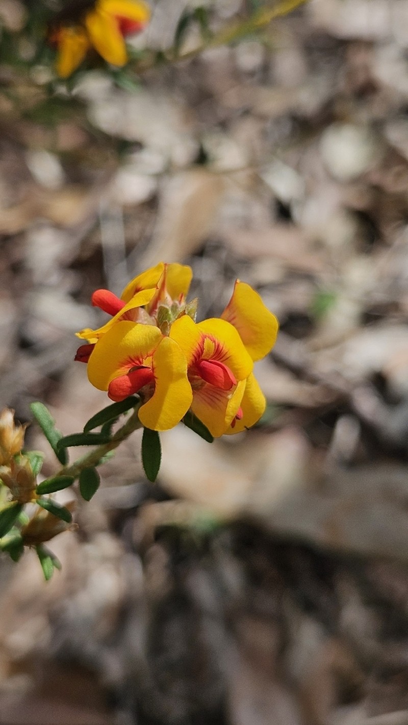 Grievea brachytropis photo 6