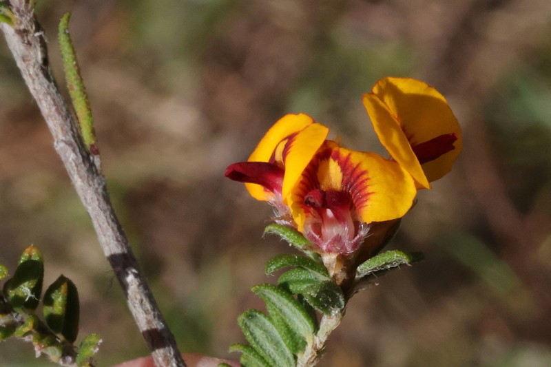 Grievea brachytropis photo 8