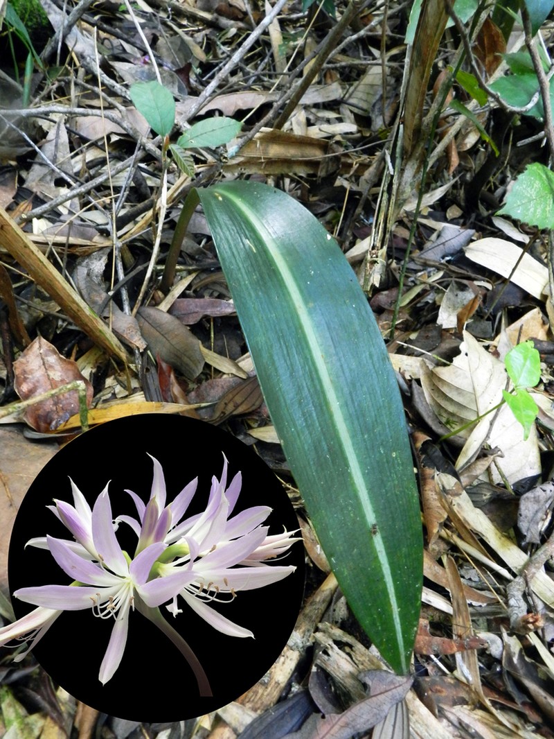 Griffinia albolineata