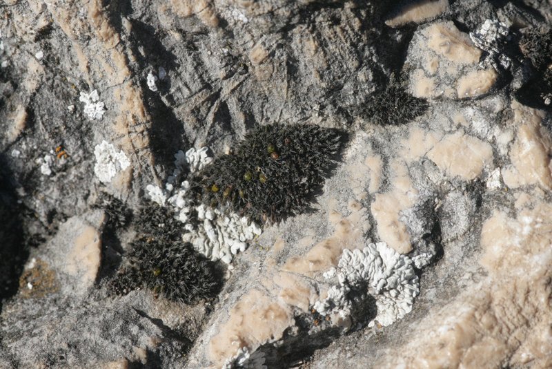 Grimmia Dry Rock Moss photo 4