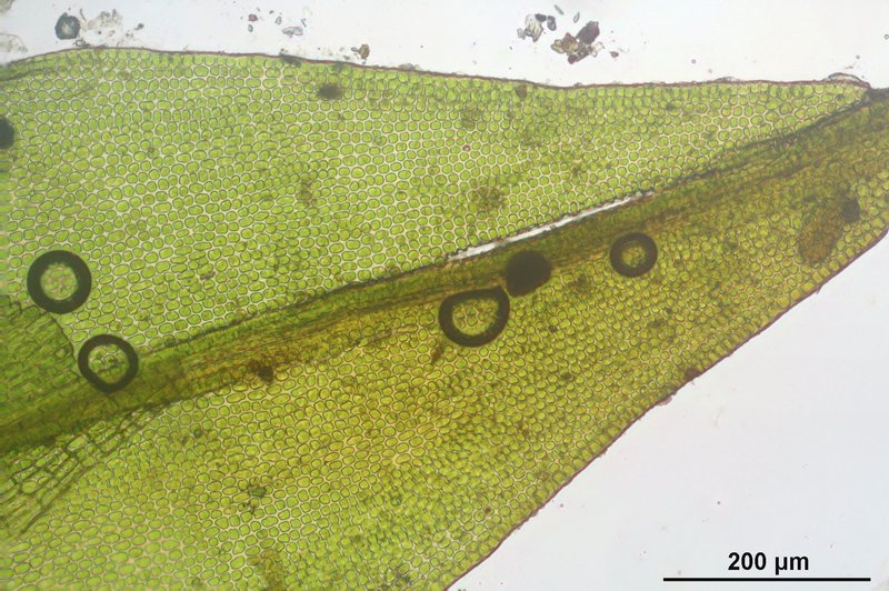 Grimmia Dry Rock Moss photo 6