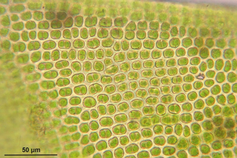 Grimmia Dry Rock Moss photo 7