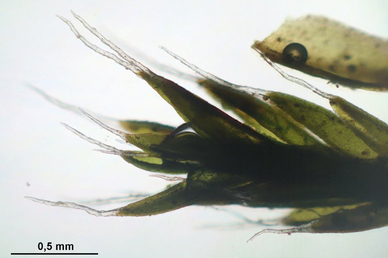 Grimmia Dry Rock Moss photo 2