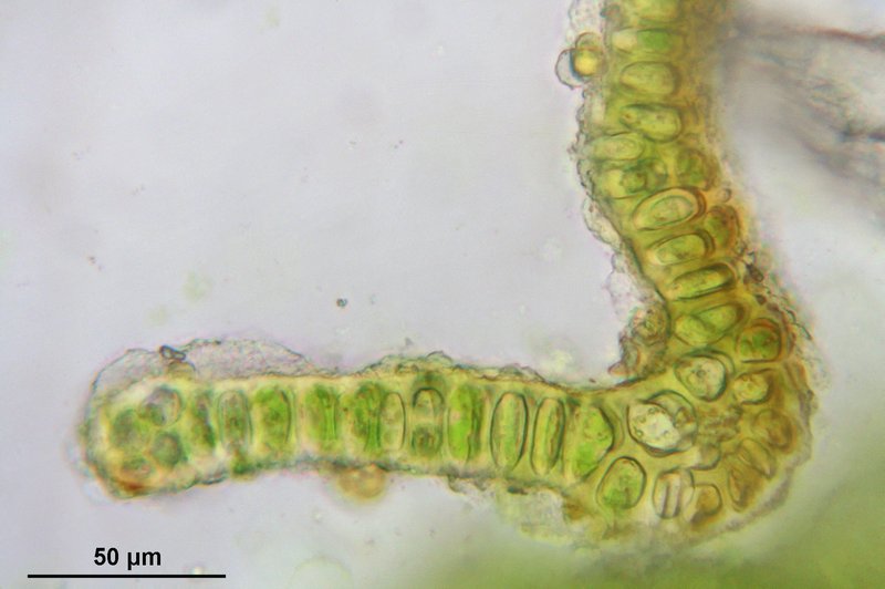 Grimmia Dry Rock Moss photo 3
