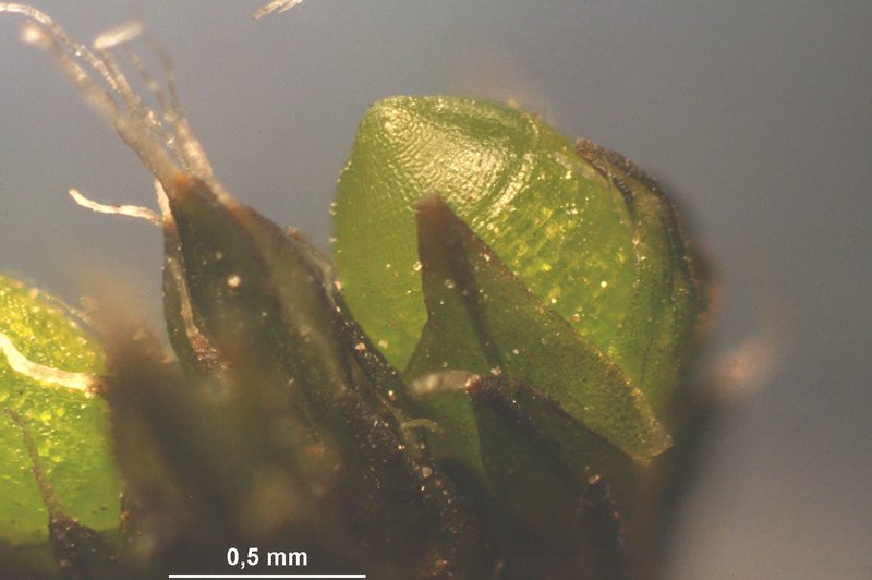 Grimmia Dry Rock Moss photo 8