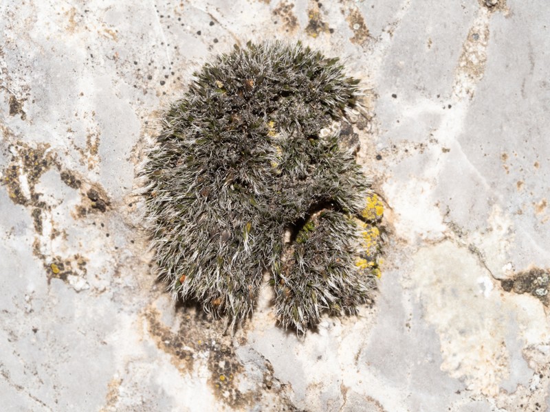Grimmia Dry Rock Moss