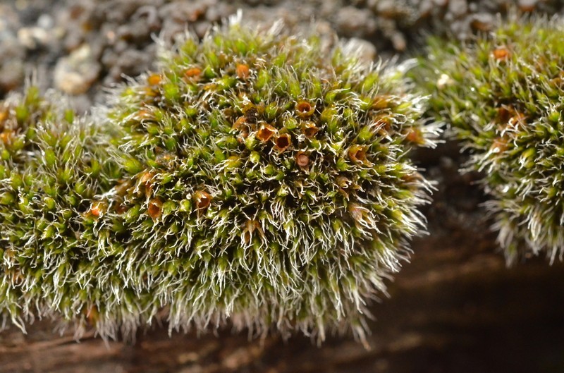 Grimmia Dry Rock Moss photo 2