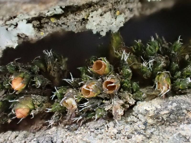 Grimmia Dry Rock Moss photo 3