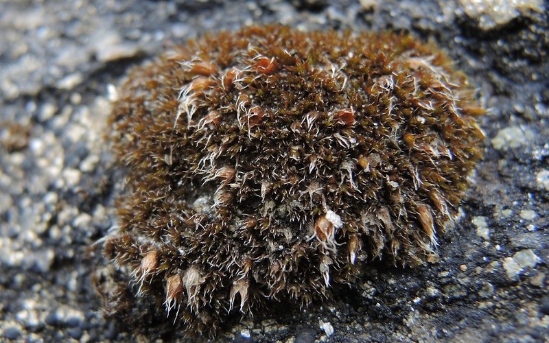 Grimmia Dry Rock Moss photo 4