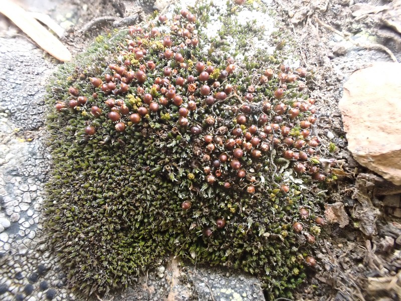 Grimmia Dry Rock Moss photo 5