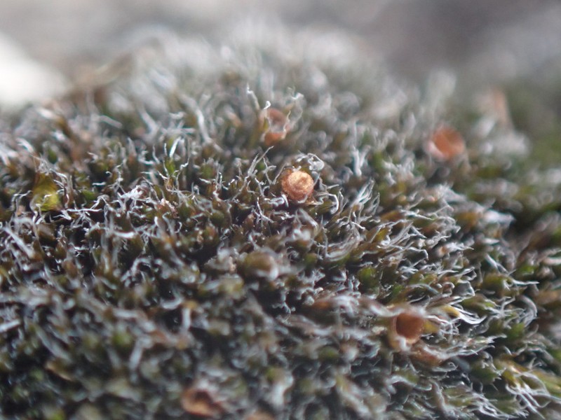 Grimmia Dry Rock Moss photo 6