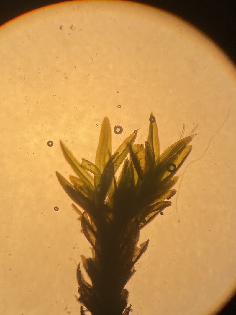 Grimmia Dry Rock Moss photo 7