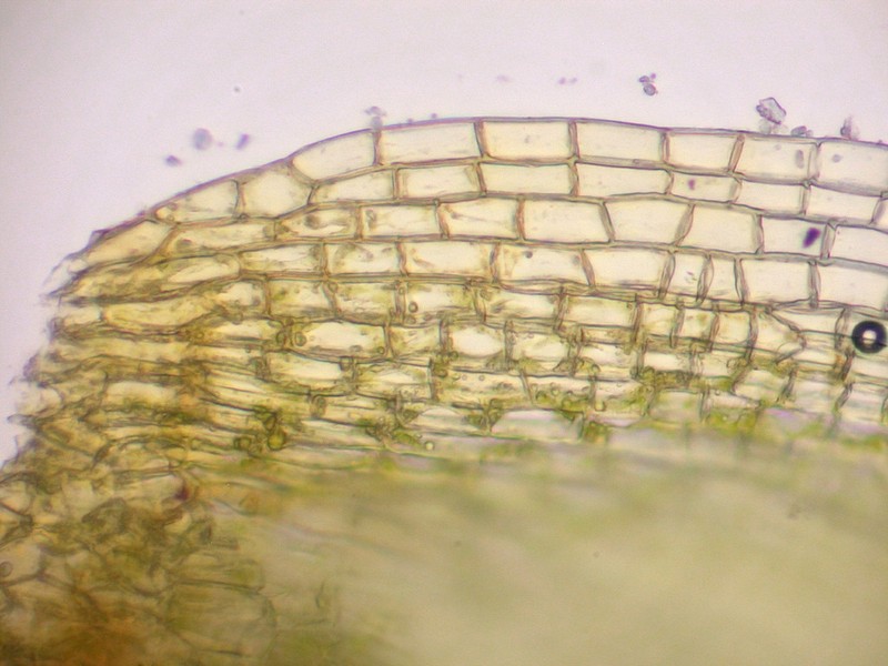 Grimmia Dry Rock Moss photo 8
