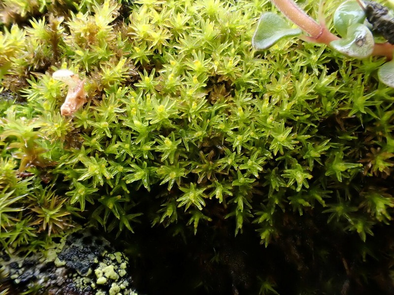 Grimmia Dry Rock Moss