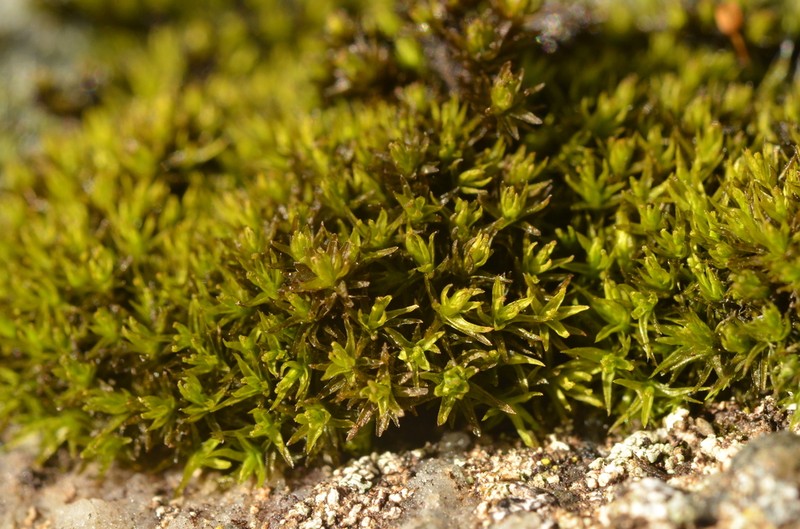Grimmia Dry Rock Moss photo 2