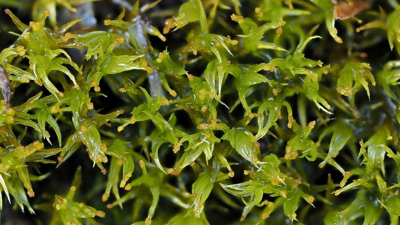 Grimmia Dry Rock Moss photo 3