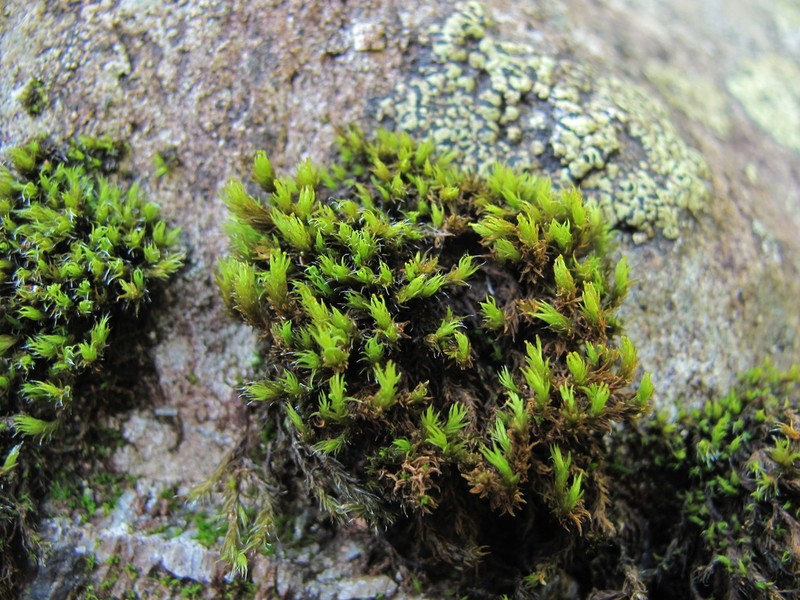 Grimmia Dry Rock Moss photo 4