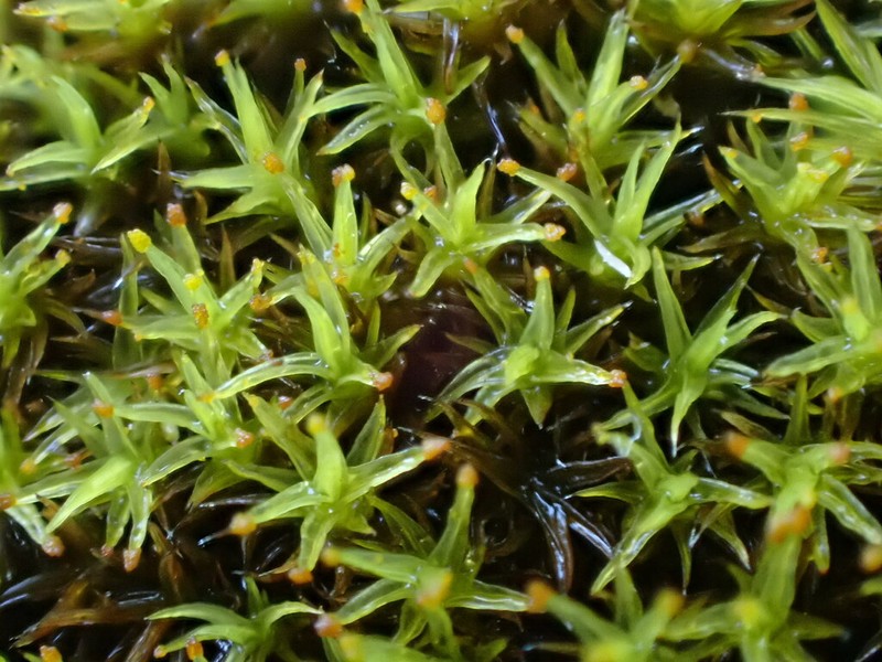 Grimmia Dry Rock Moss photo 5