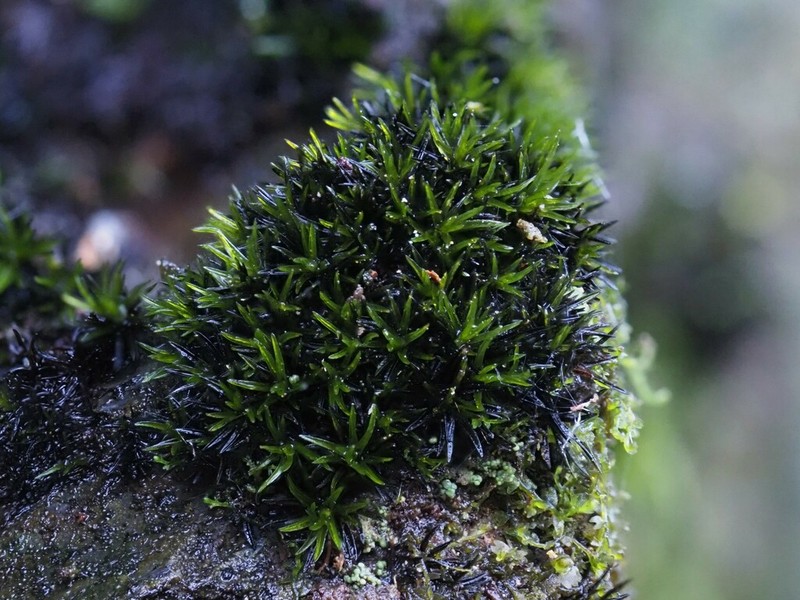 Grimmia Dry Rock Moss