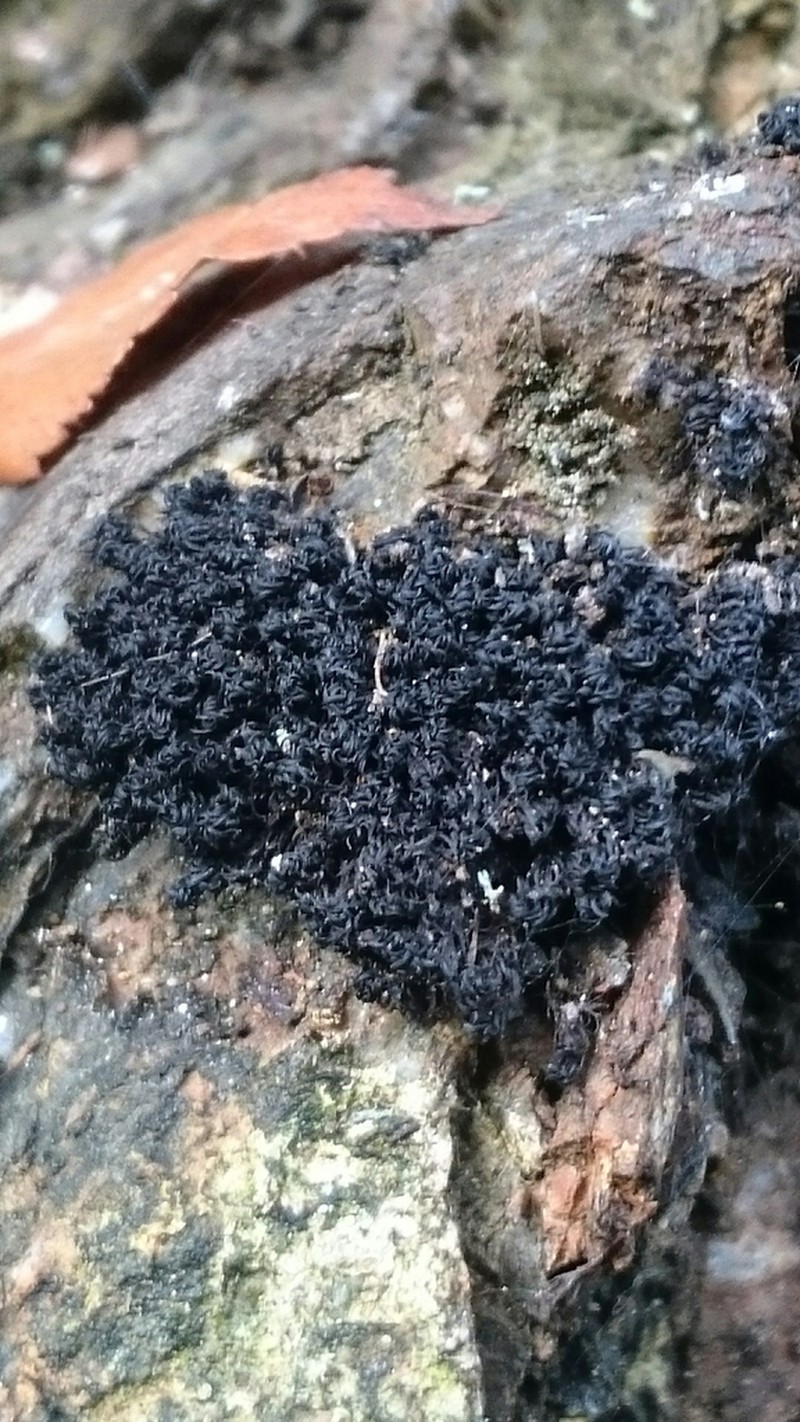 Grimmia Dry Rock Moss photo 2