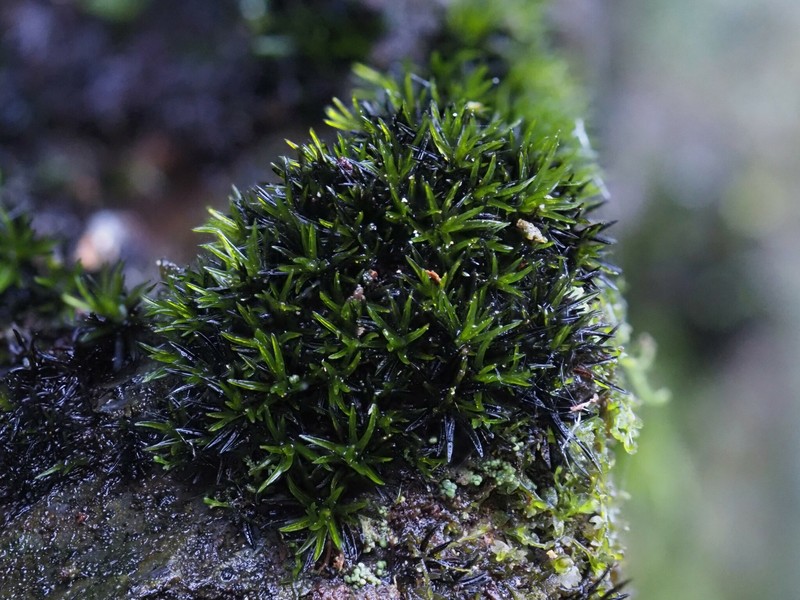 Grimmia Dry Rock Moss photo 3