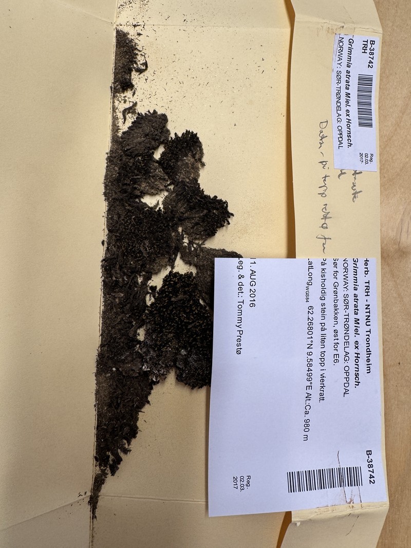 Grimmia Dry Rock Moss photo 4