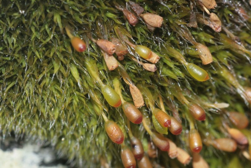 Donn's Dry Rock Moss