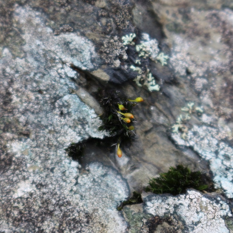 Donn's Dry Rock Moss