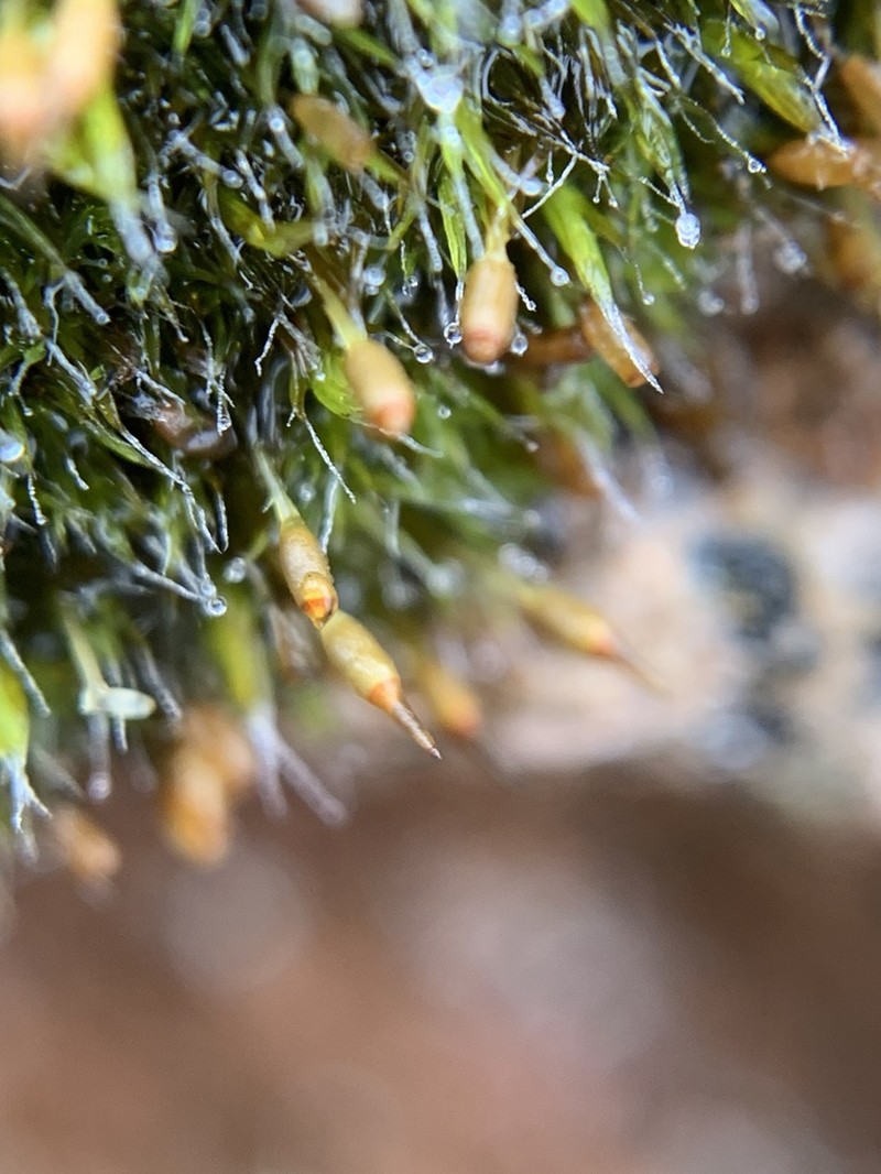 Donn's Dry Rock Moss photo 2