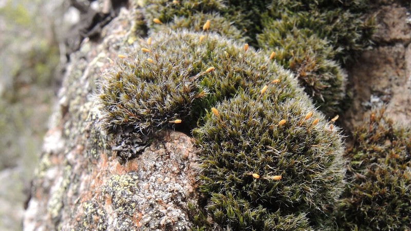 Donn's Dry Rock Moss photo 3