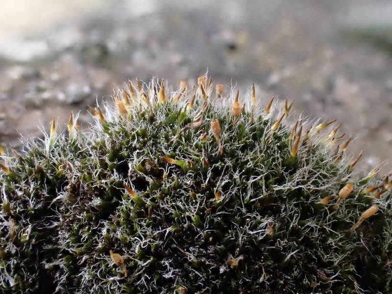 Donn's Dry Rock Moss photo 4