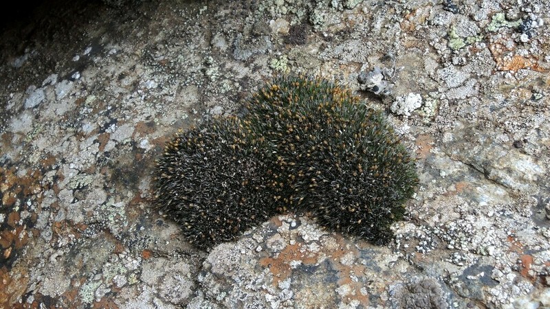 Donn's Dry Rock Moss photo 5