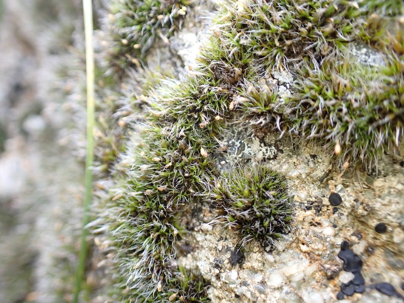 Donn's Dry Rock Moss photo 6