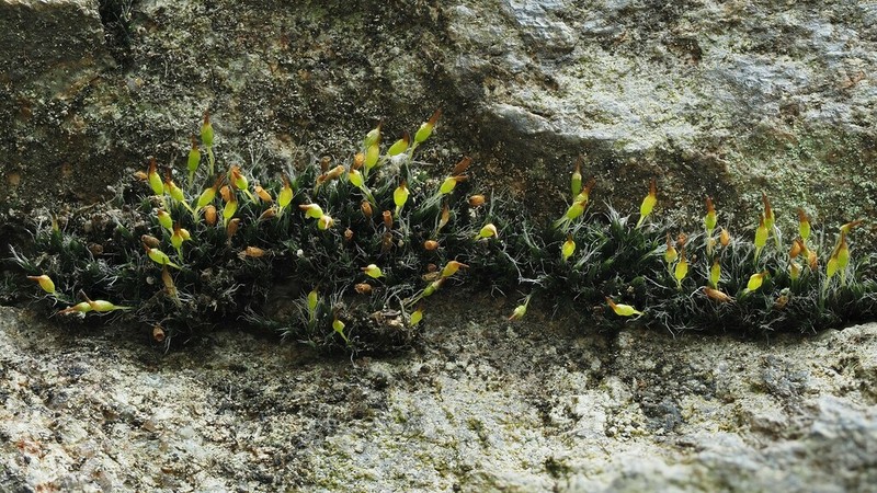 Donn's Dry Rock Moss photo 7