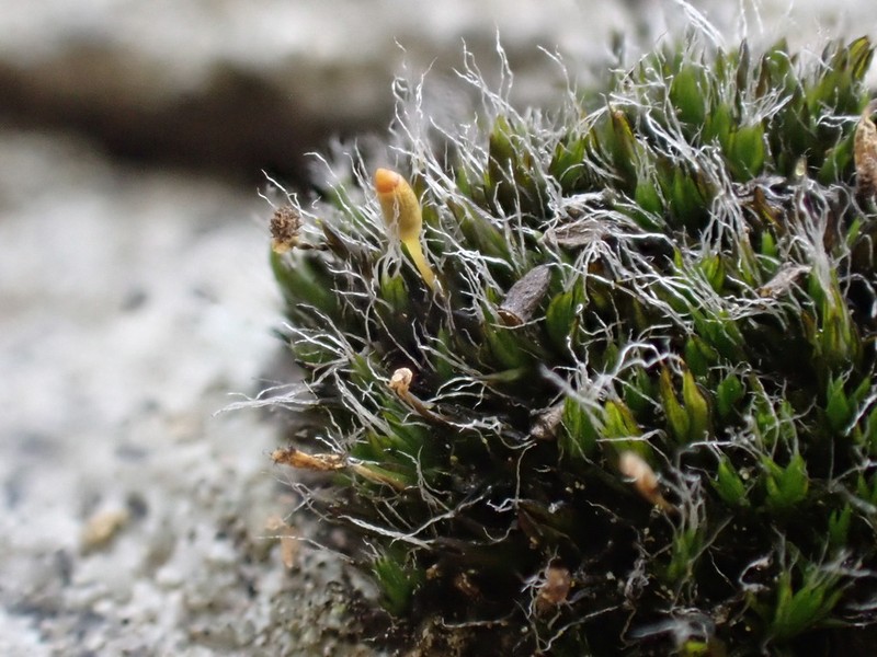 Donn's Dry Rock Moss photo 8