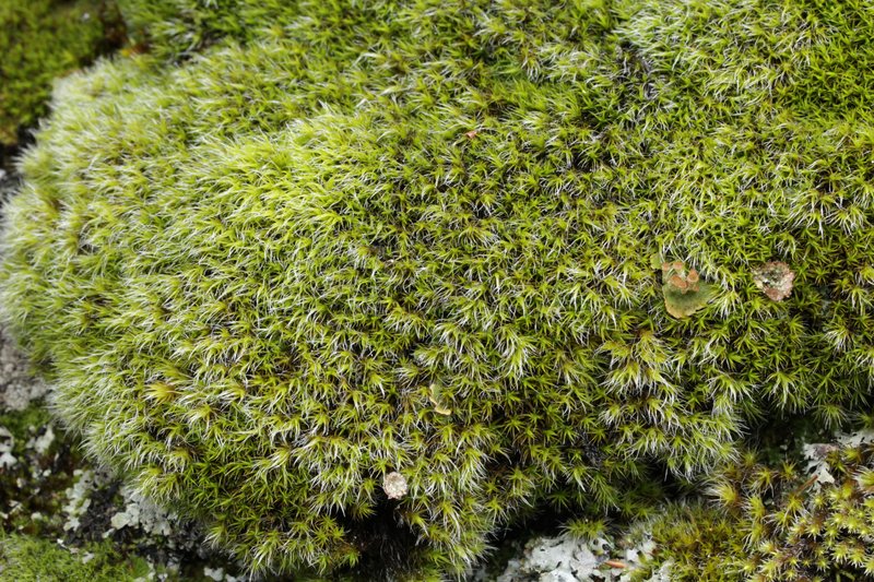 Grimmia Dry Rock Moss