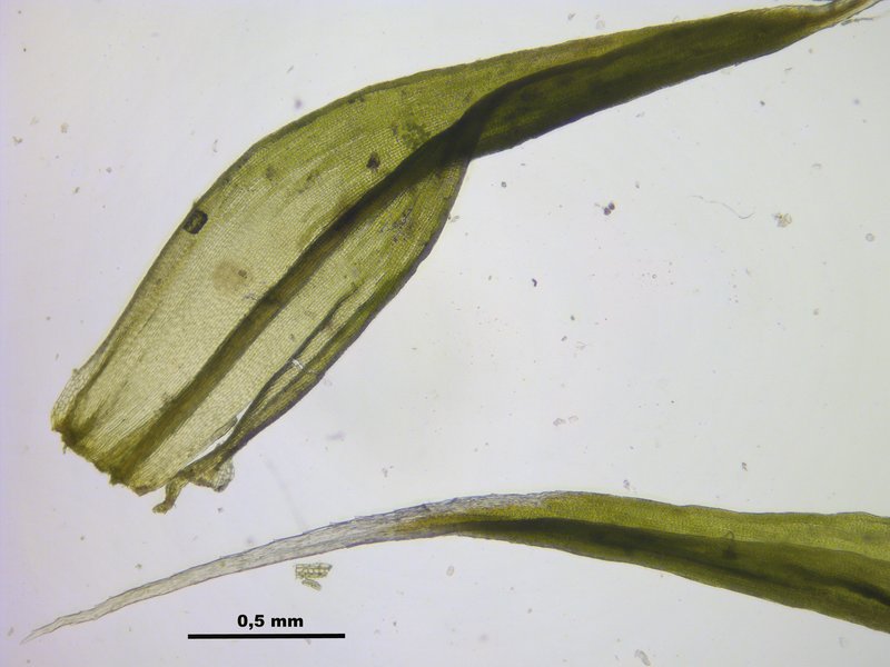 Grimmia Dry Rock Moss photo 2