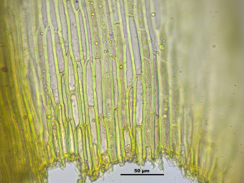 Grimmia Dry Rock Moss photo 4