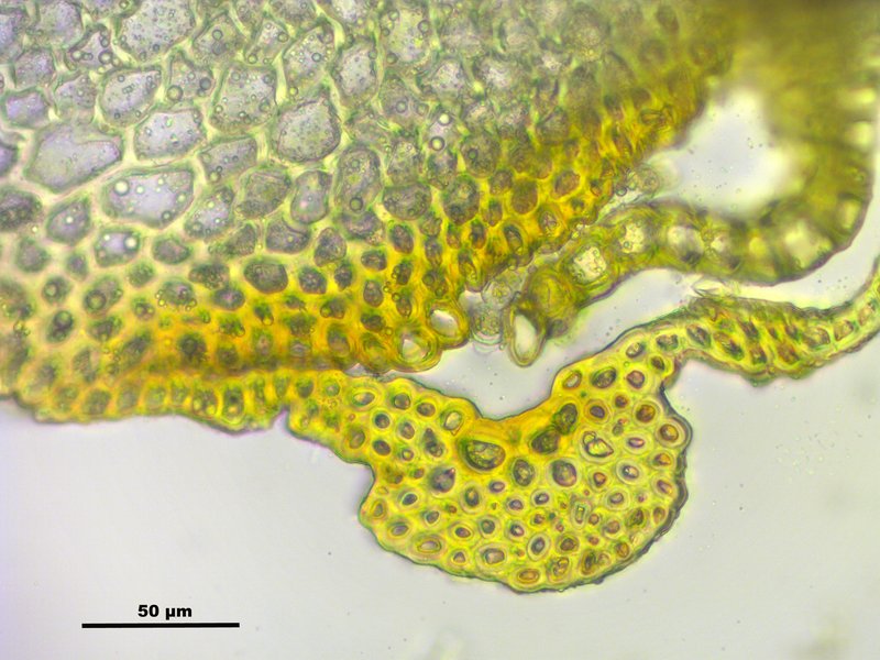 Grimmia Dry Rock Moss photo 5