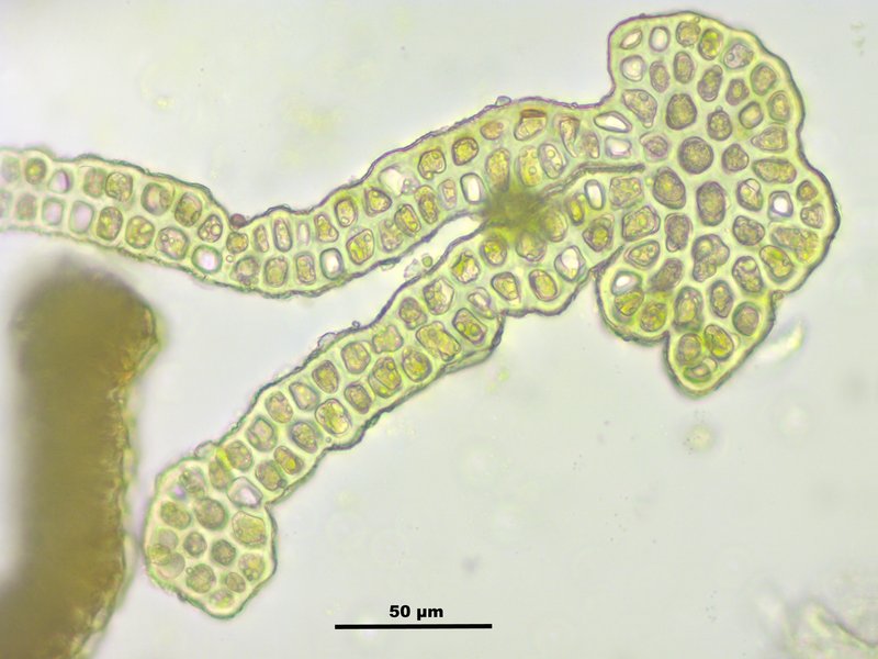 Grimmia Dry Rock Moss photo 6