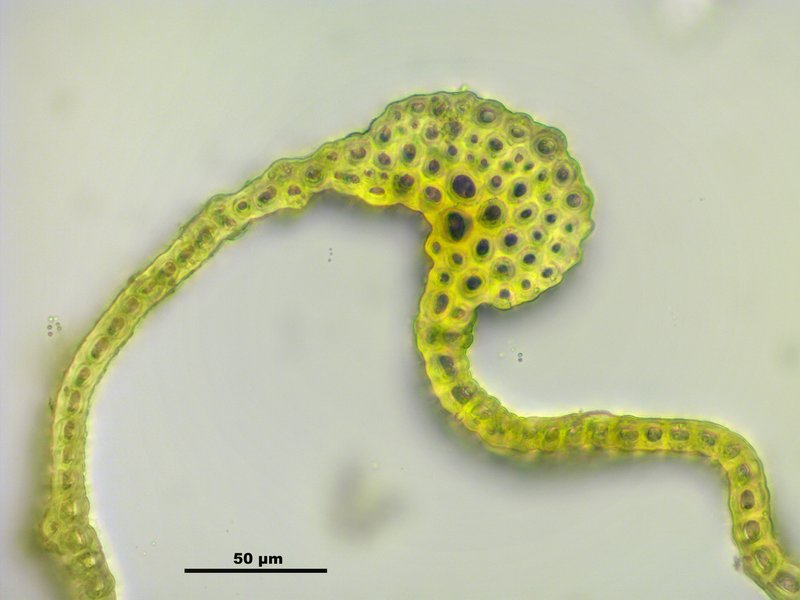 Grimmia Dry Rock Moss photo 7