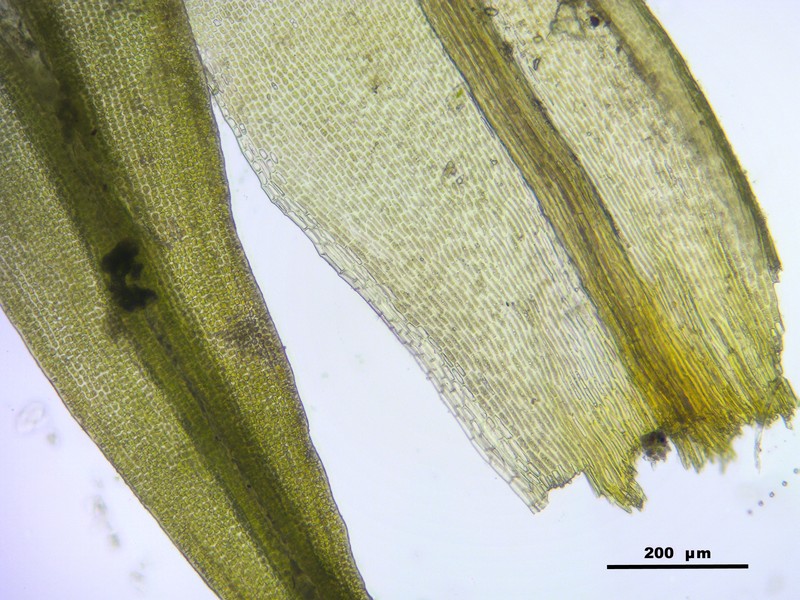 Grimmia Dry Rock Moss photo 8