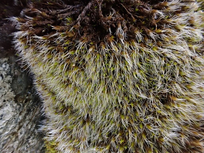 Grimmia Dry Rock Moss