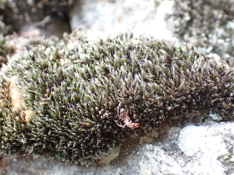 Grimmia Dry Rock Moss photo 2