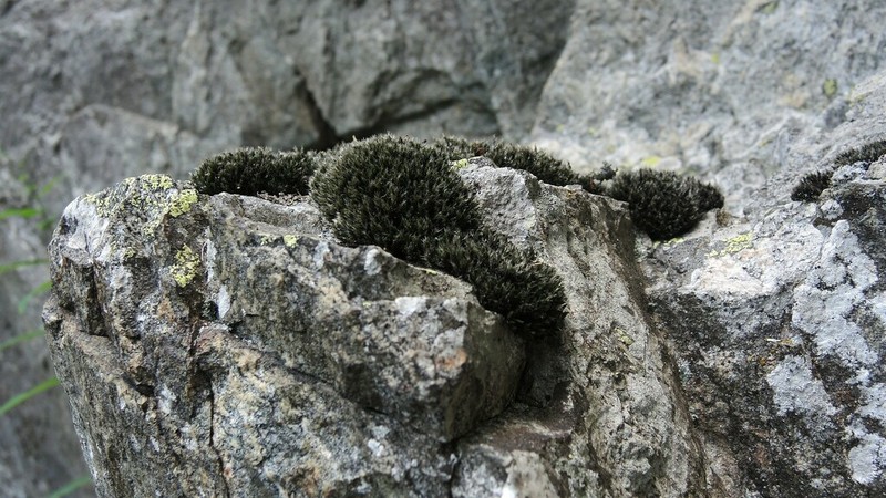 Grimmia Dry Rock Moss photo 3