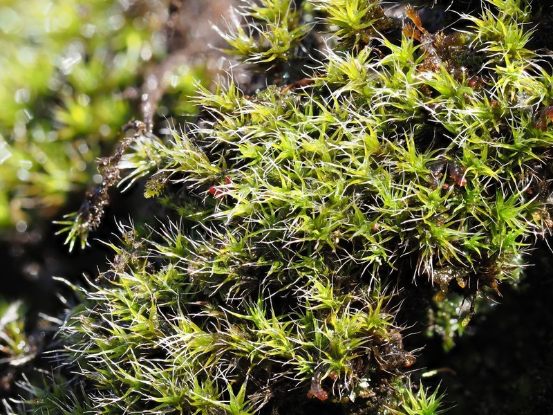 Grimmia Dry Rock Moss photo 4