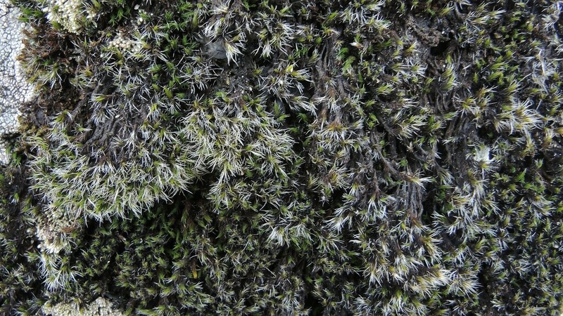 Grimmia Dry Rock Moss photo 5